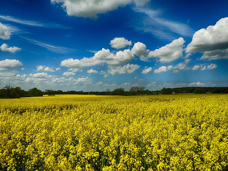 tecavüz çiçeği, Kuzey-Batı mecklenburg, Yaz, doğa, Tarım, yağlı tohum tecavüz, kırsal sahne