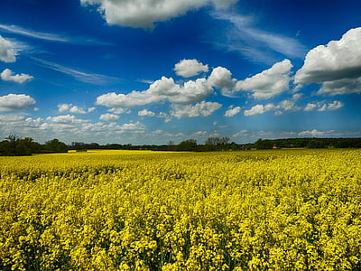 rape blossom, north-west mecklenburg, summer, nature, agriculture, oilseed Rape, rural Scene