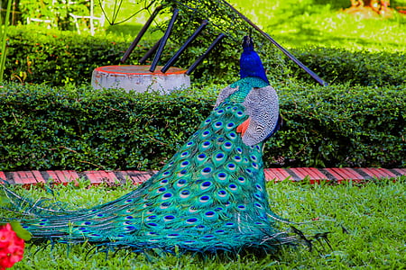 turkey, colors, royal, peacock, colorful, ave, feathers