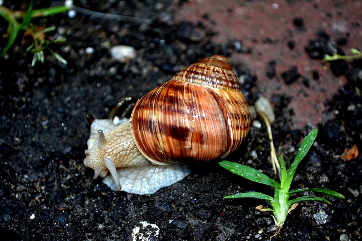 snail, shell, my saturday