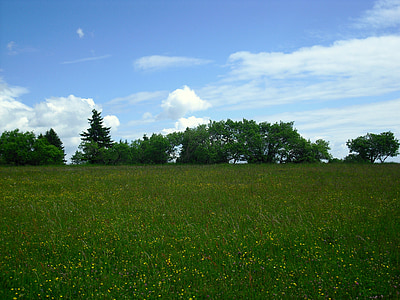 landscape, flower meadow, trees, clouds, cloudiness, meadow, on the go