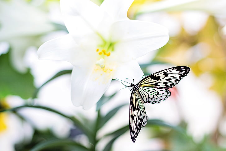 butterfly, easter lily, nature, flower, butterfly on flower, spring, insect