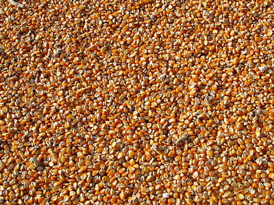 sığ, odak, Fotoğraf, tahıl, Mısır, Mısır, sebze