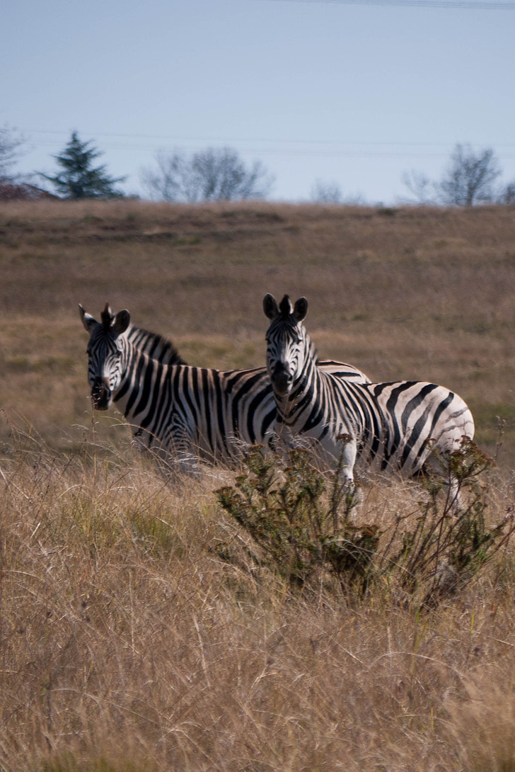 zebres, Àfrica, animal, salvatge, natura, vida silvestre, Safari