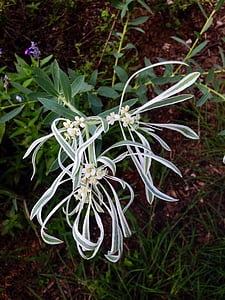 цвете, Wildflower, сняг на прерийните, Euphobia bicolor, Тексас, Есен