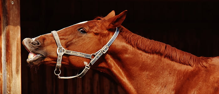 Кінь, Смішний, зробити обличчя, Божевільний, Симпатичний, через наш сайт, Ride