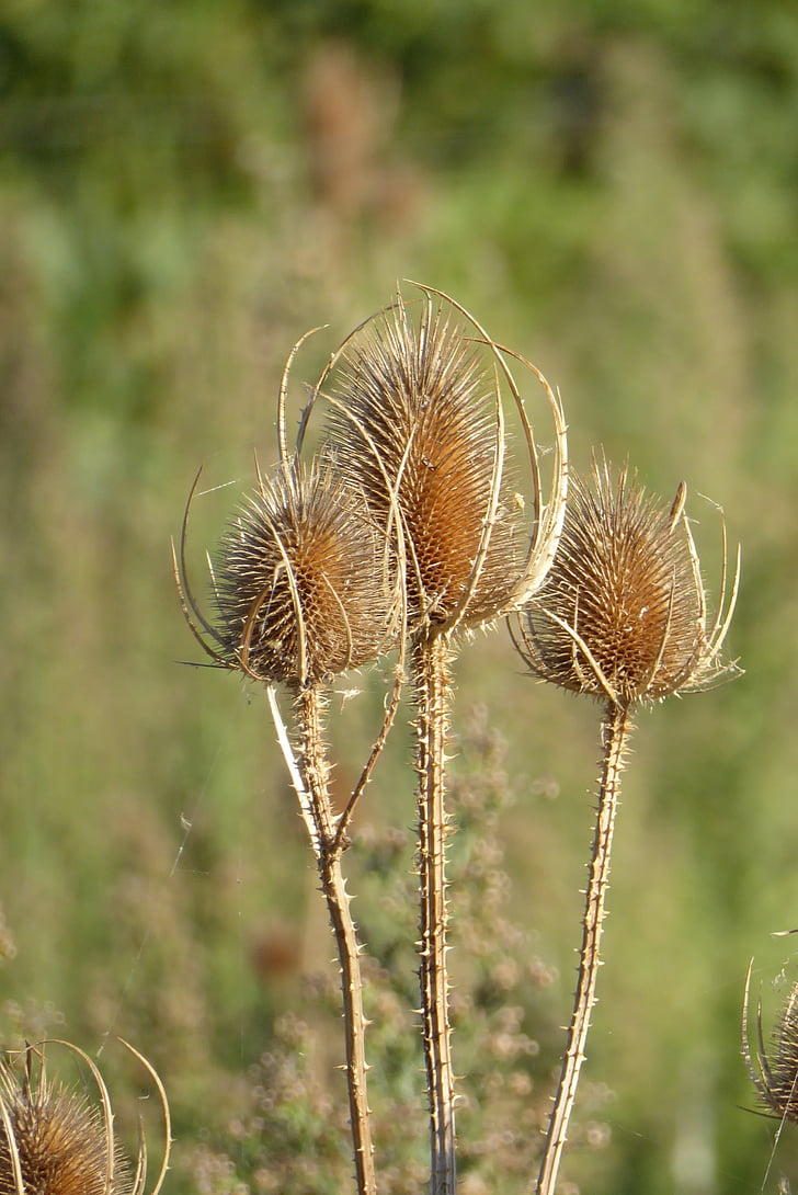 teazle, dried flowers, south of france, field, summer, nature