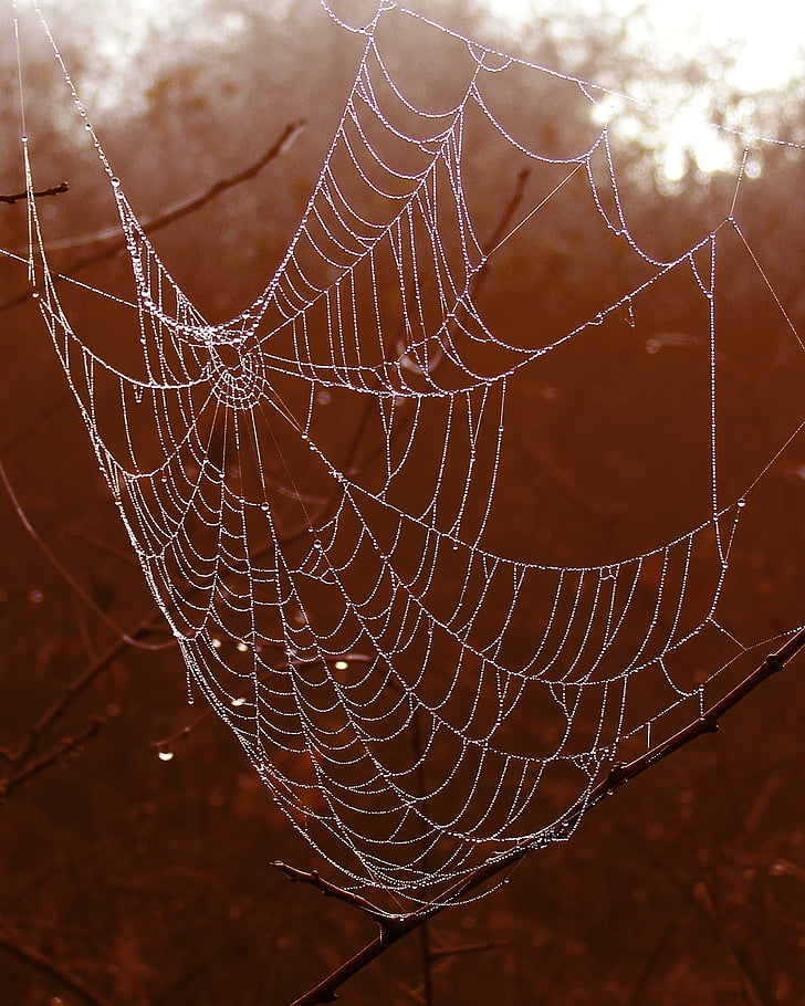 arachnid, branches, close-up, cobweb, creepy, dew, drops