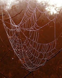 cobweb, spider's web, drops, rosa, spider, nature