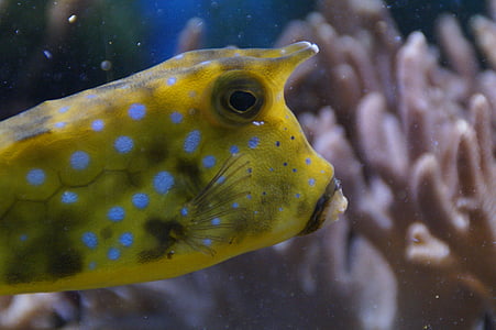 boxfish, Portretas, galva, po vandeniu, Povandeninis pasaulis, jūra, vandenyno