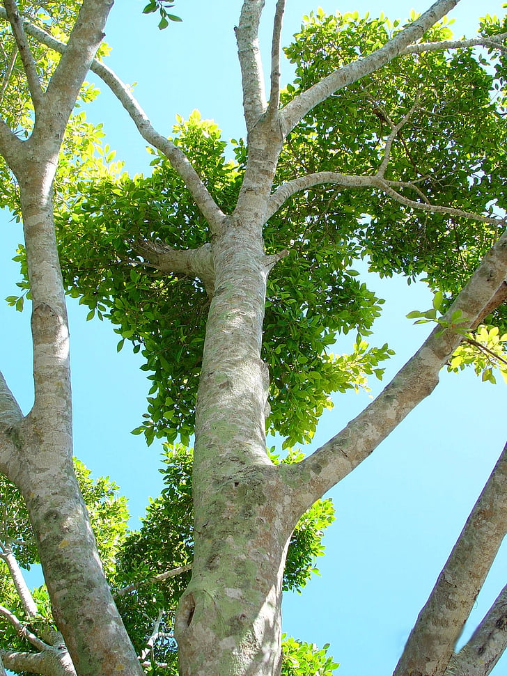 sucursales, árbol, con curvas, hojas, copas de los árboles, mirando hacia arriba, tronco