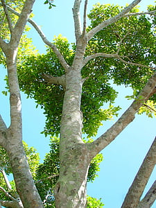branches, arbre, bien roulée, feuilles, cime des arbres, en levant, tronc