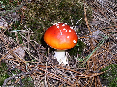 fly agaric, mushroom, forest, nature, mushroom picking, toxic, autumn