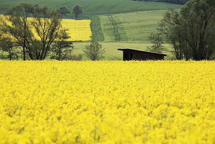 Ріпак, поле, жовтий, краєвид, поле зернових, Весна, сільськогосподарської експлуатації