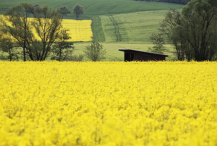 oilseed rape, field, yellow, landscape, field of rapeseeds, spring, agricultural operation
