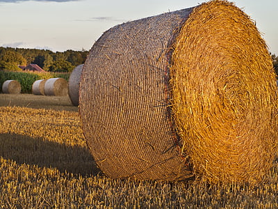 straw, field, harvest, nature, agriculture, autumn, cereals