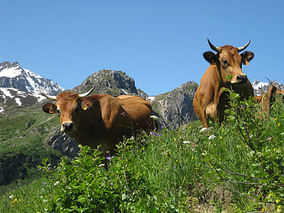 Kühe, Berg, Natur, Wiesen, Feld, Rinder, Alpen