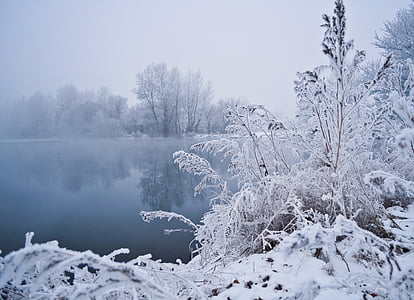 Inverno, água, árvores, neve, vegetação, geada, nevoeiro