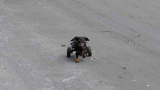 šuo, serga, ratai, taip, gyvūnų
