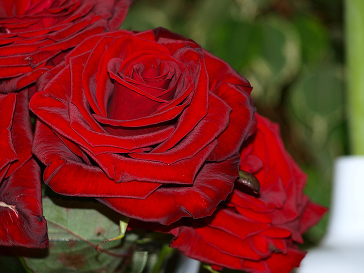 квіти, Троянди, Природа, червоний, весілля, фестиваль, Кохання