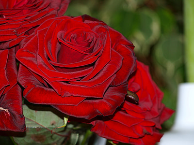 Blumen, Rosen, Natur, rot, Hochzeit, Festival, Liebe