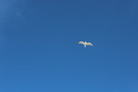 seagull, blue, sky, nature, background, bird, animal