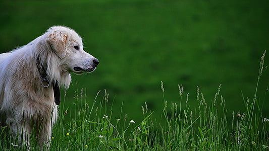 światło, Złoty, pies myśliwski, zielony, trawa, w ciągu dnia, pies