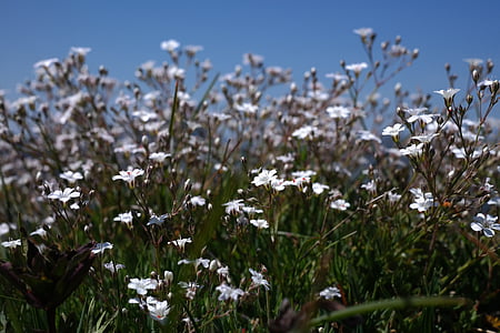 gypsophila Детелина, растителна, цвете, Блосъм, Блум, бяло, джудже воал билка