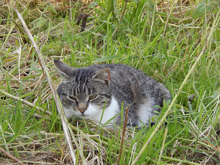 котка, Звярът, почивка