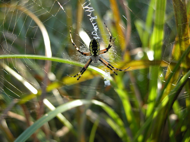 Aranha de jardim, Web, aracnídeo, teia de aranha, natureza, Aranha