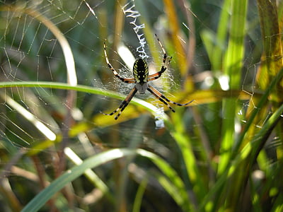 araignée de jardin, Web, arachnide, toile d’araignée, nature, araignée