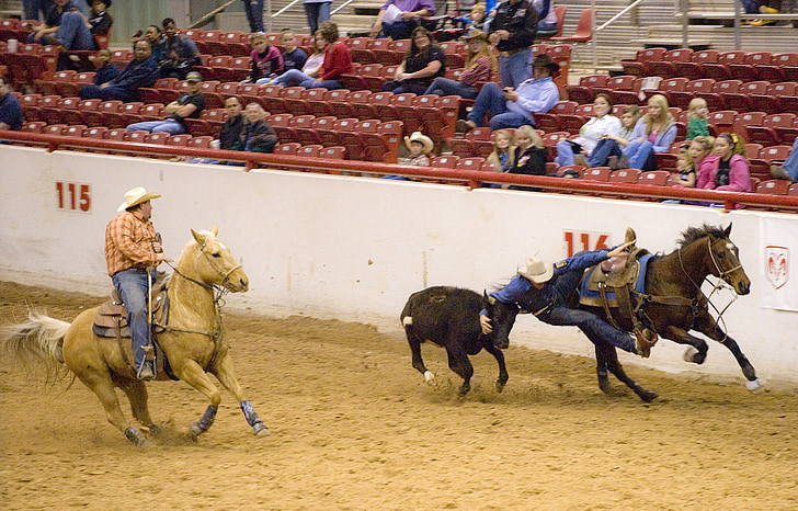 Rodeo, Steer, birkózás, szarvasmarha, cowboy, Arena, ló