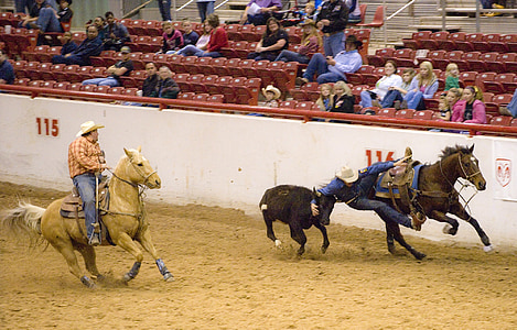 rodeo, steer, wrestling, cattle, cowboy, arena, horse
