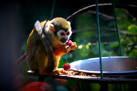 majom, állatkert, élelmiszer