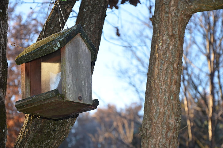 manger, birds, nest box, garden, winter, animal, bird feeder