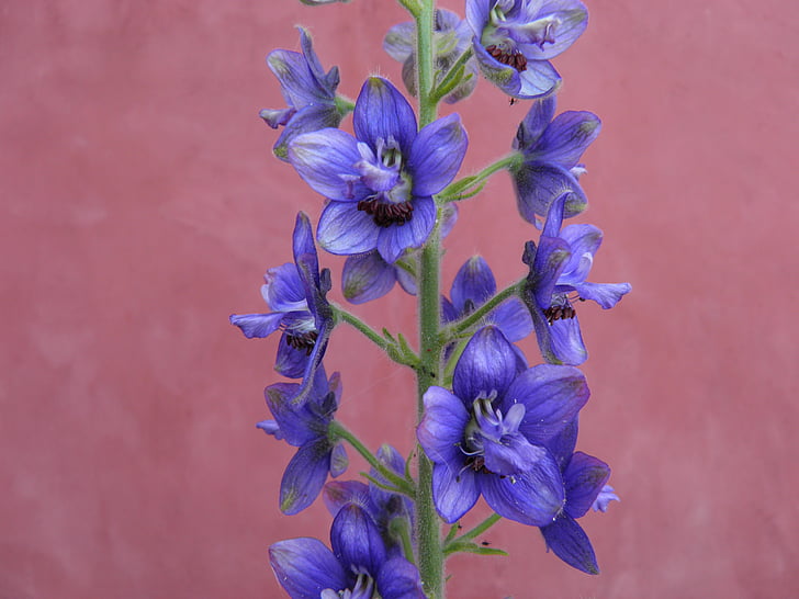 Delphinium, acônito, azul, flor