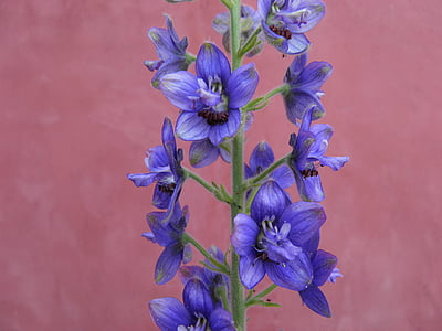 delphinium, aconite, niebieski, kwiat