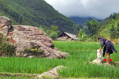 Vietnam, Ázsia, utazás, munka, a mező, rizs, falusiak