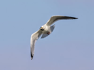 herring gull, seagull, bird, water bird, nature, animal, flying