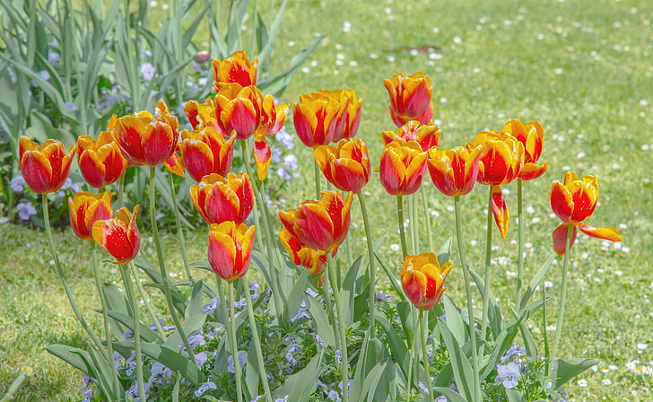 tulipany, łąka, łóżko, wiosna, kwiaty, Natura, ogród