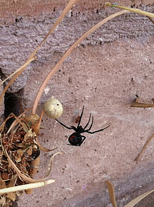 črna vdova, pajek, Arachnid, latrodectus mactans, Južna črna vdova, strupeni s, latrodectus