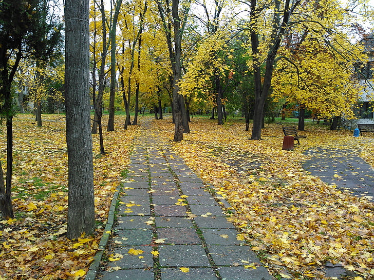 listje, jeseni, krajine, listov, drevo, narave, rumena