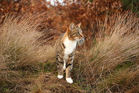 cat, tiger cat, mieze, domestic cat, grass, autumn, kitten