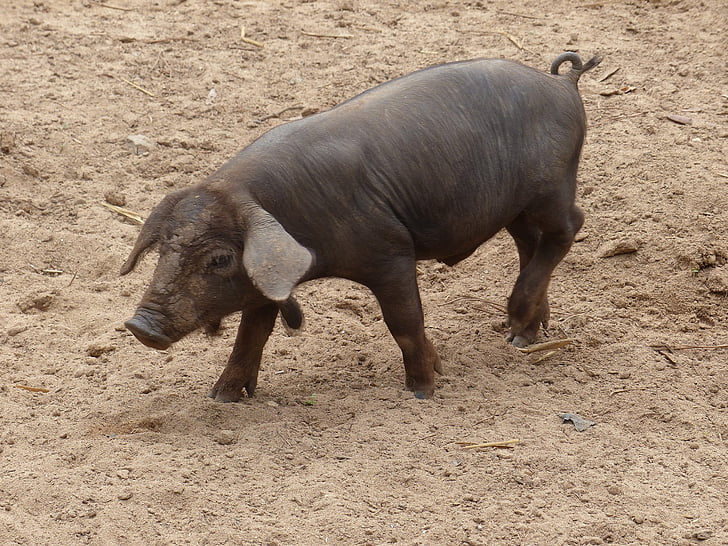 mallorca, pig, piglet, farm, animals, agriculture, lucky pig