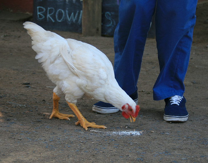 chicken, hen, white, farm, poultry, food, fowl