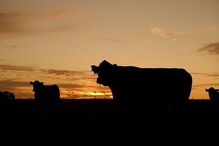 goveda, ispašu, siluete, farma, ranč, pašnjak, krava