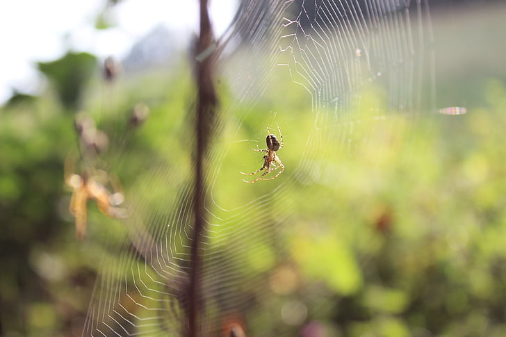 zirneklis, Web, ainava, kukainis, detalizēts, makro, biedējoši
