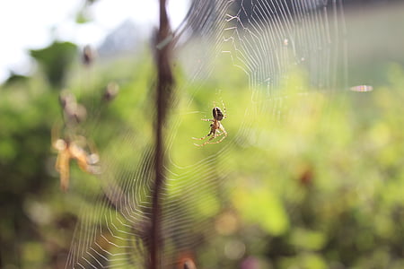 araña, Web, paisaje, insectos, detallada, macro, de miedo