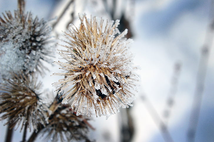 Frost, sneg, narave, rastlin, suho, hladno, pozimi