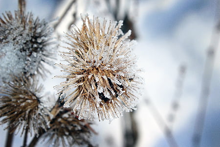 frost, snow, nature, plant, dry, cold, winter